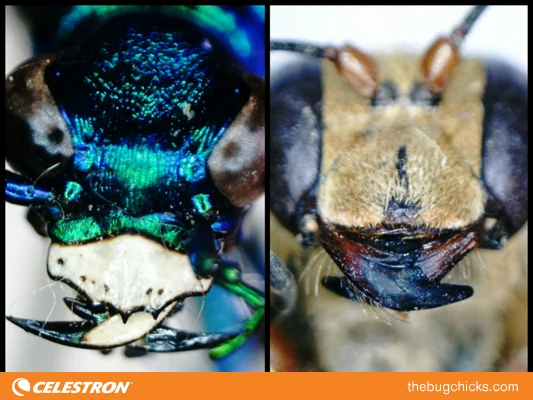 Tiger-Beetle-Wasp-Celestron-bug-chicks.jpg