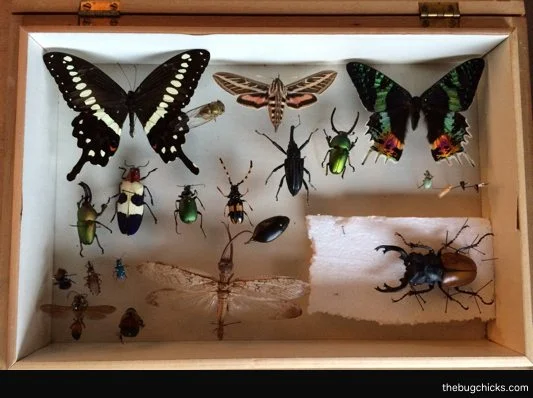Box-of-Bugs-Final-bug-chicks.jpg