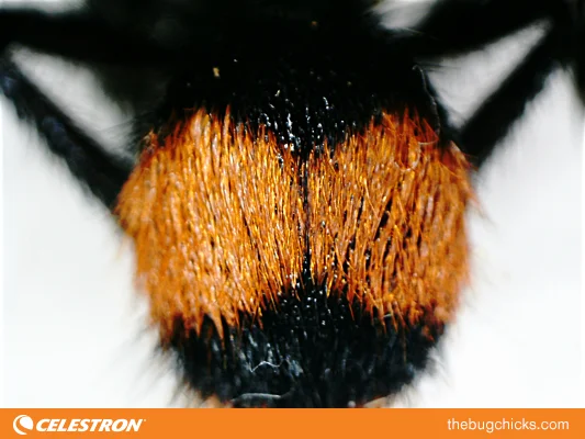 Velvet-Ant-Final-bug-chicks.jpg