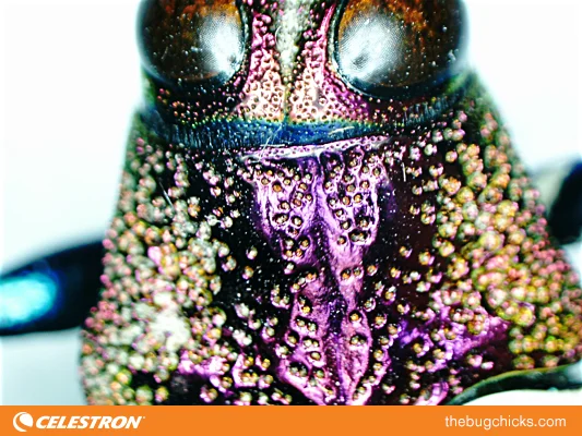 Beetle-Pronotum-Final-bug-chicks.jpg