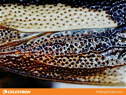 treehopper-wing-final-Celestron-bug-chicks.jpg