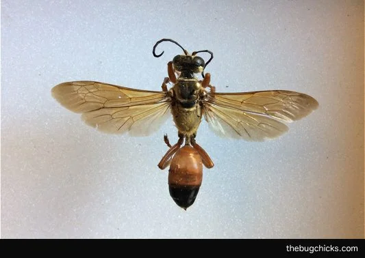 wasp-bug-chicks-final-bug-chicks.jpg