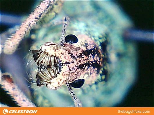 Weevil-Walrus-bug-chicks.jpg