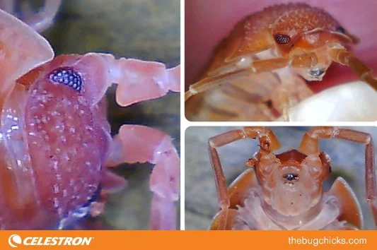Isopod-Montage-bug-chicks.jpg