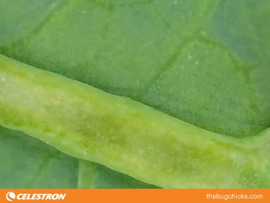 Underside-Kale-bug-chicks.jpg