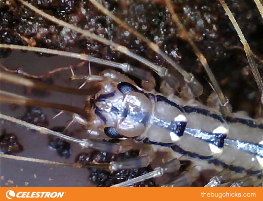 house-centipede-bug-chicks-2.png
