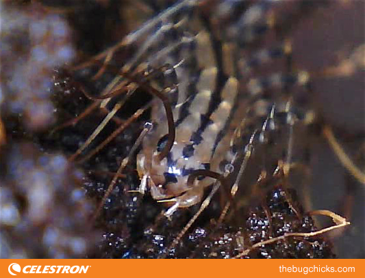 house-centipede-bug-chicks-4.png