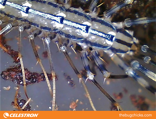 house-centipede-bug-chicks-5.png