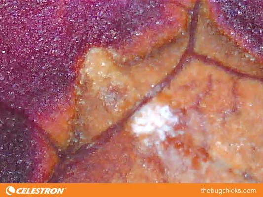 Red-leaf-mold-bug-chicks.jpg