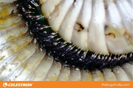 Millipede-Legs-Claws-bug-chicks.jpg