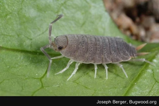 JBerger-Isopod-bug-chicks.jpg
