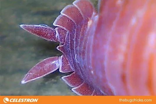 Isopod-Tail-bug-chicks.jpg