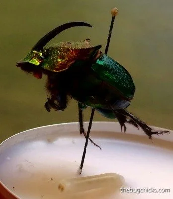 A Mite-y Discovery! — The Bug Chicks