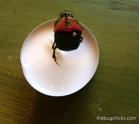 dung beetle dorsal-bug-chicks.jpg