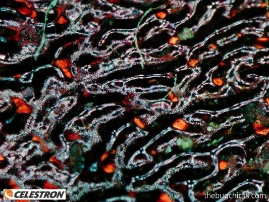 dung beetle microstructure-bug-chicks.jpg
