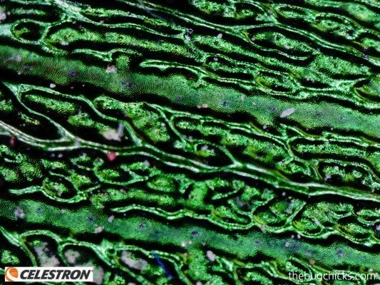 dung beetle microstructure green-bug-chicks.jpg