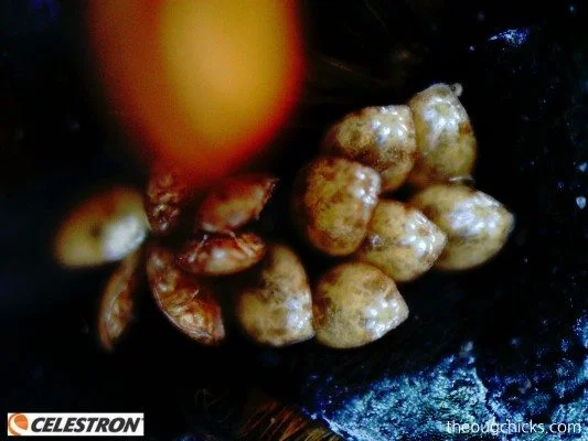 dung beetle mites-bug-chicks.jpg