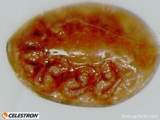 dung beetle mite-bug-chicks.jpg