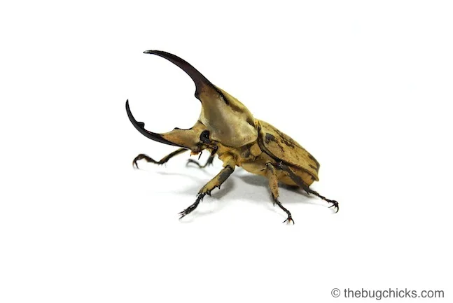Hercules-beetle-white-bug-chicks.jpg