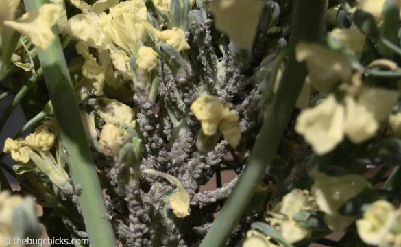 Clusters of aphids on plants make an easy target for predators.