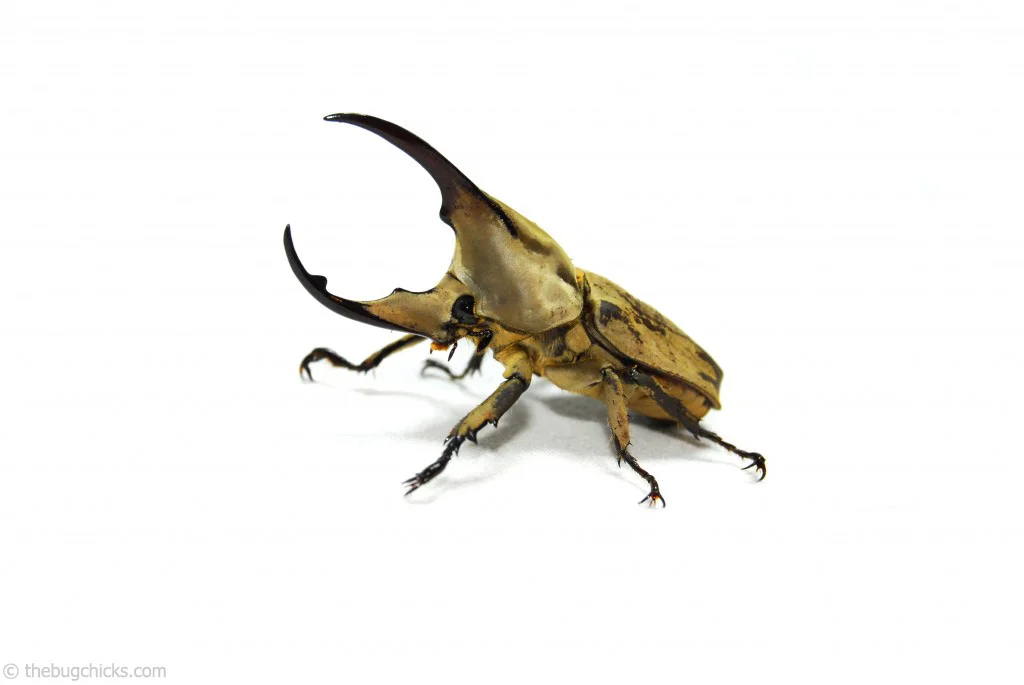 The males of this species have one horn that extends from the head and another that extends from the pronotum.