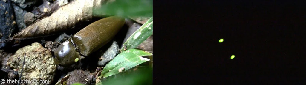 Even in the light you can see the faint yellow dots on this beetle. But when the lights go out, they glow super bright!