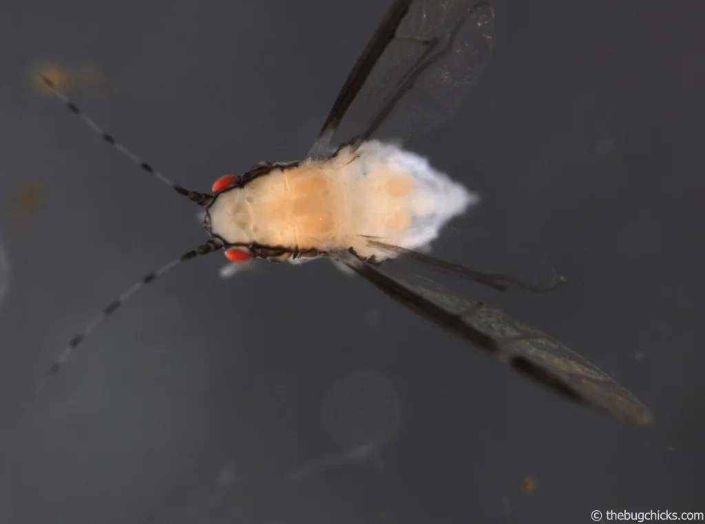 Blackmargined-Aphid-Scope-bug-chicks.jpg