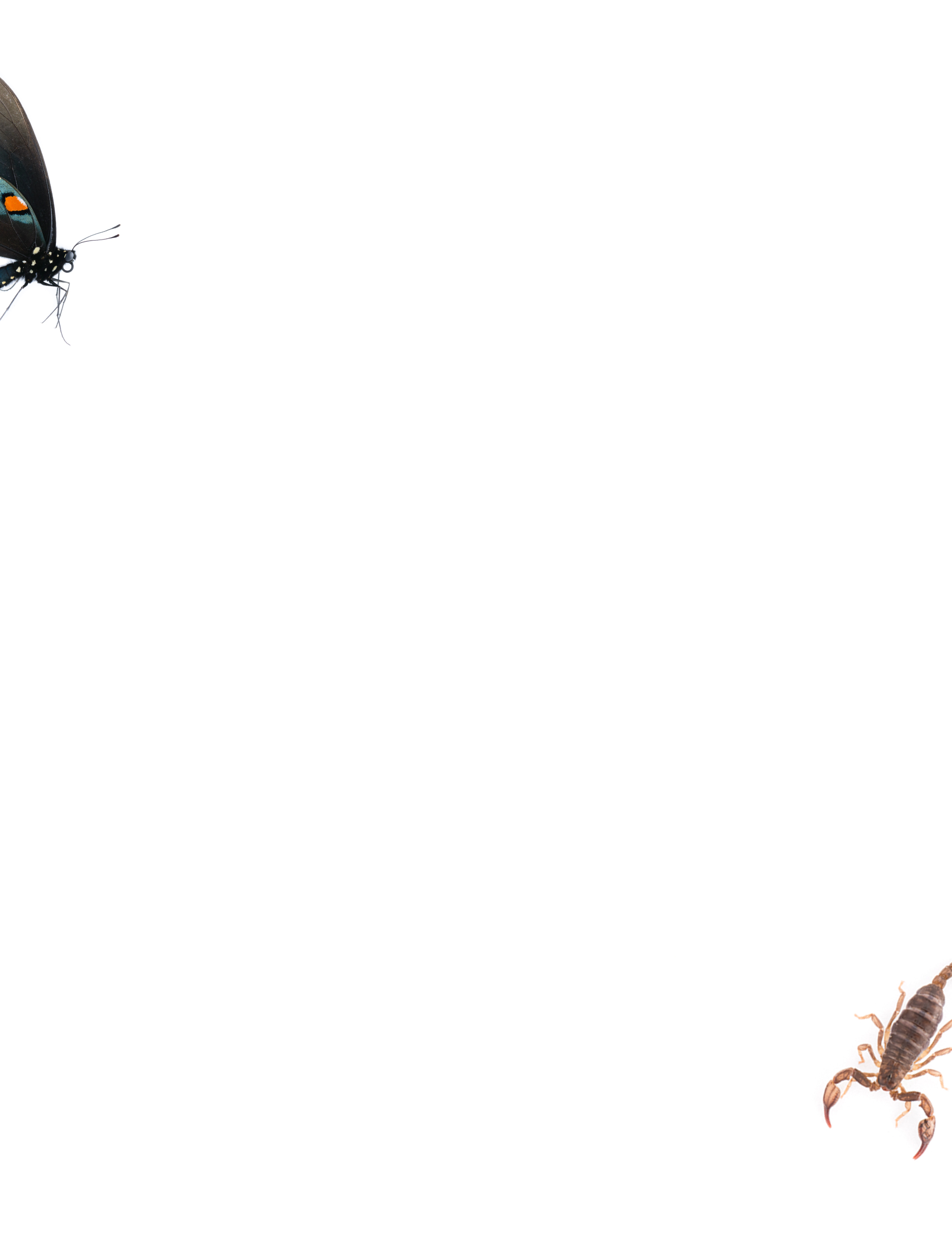 butterfly-scorpian.jpg