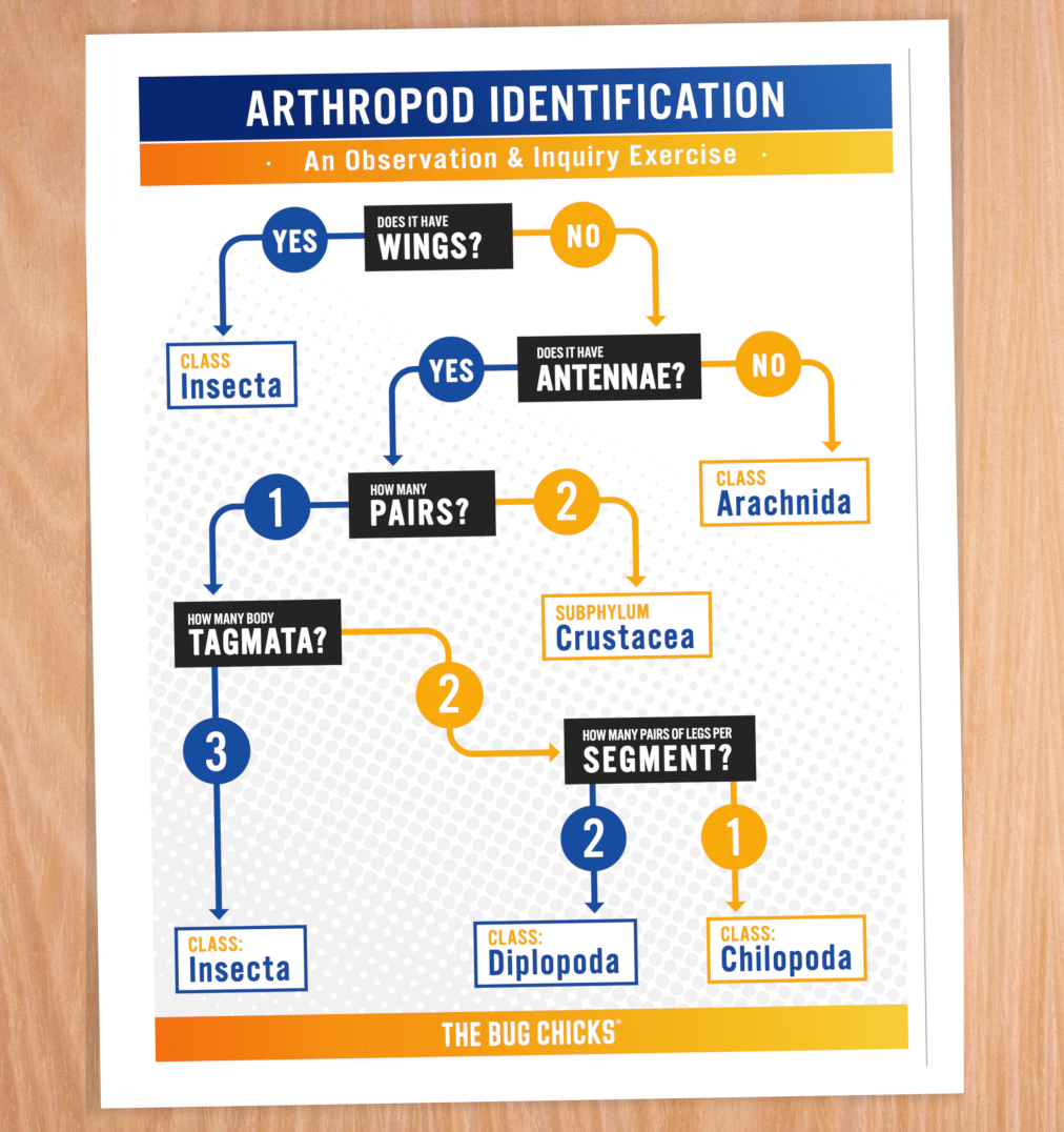 Arthropod Flowchart Desk.png