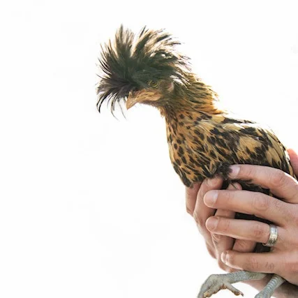 flock_2.jpg