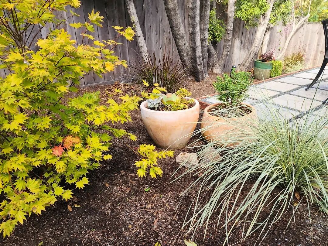 Almost a year since we designed this beautiful Oakland backyard 🥰 
--
We love how natural it is looking, with grasses swaying in the wind. 
--
After this year's rain, this design will be fuller than ever! 
Watching our designs grow is one of our fav