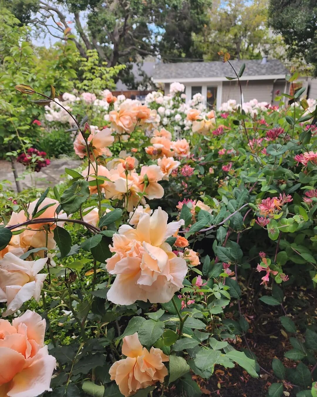 To us, gardens are poems- and we like them best when they are full of mysteries, subtleties and magic 
✨ 
We don't overprune, make bushes into cookie cutter shapes, or bulldoze through them when we work on our clients' gardens. 
✂️
We like to give a 