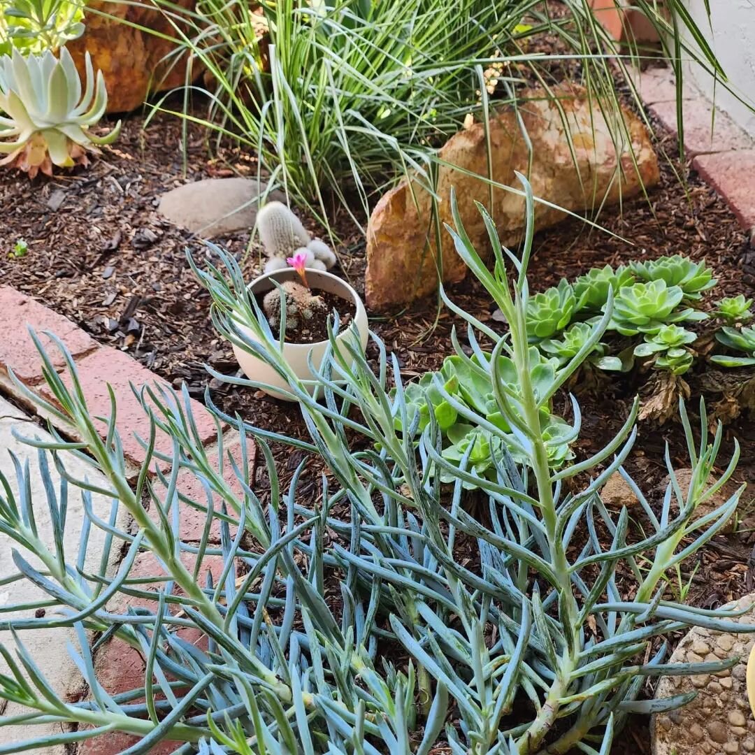 Some snapshots of gardens we've designed, and how glowing they are looking! 
✨
We love creating pockets of magic, whether it is in a preexisting garden or a clean canvas. In the shade, or in the sun ☀️, we make it happen. 
🌱
These gardens have been 