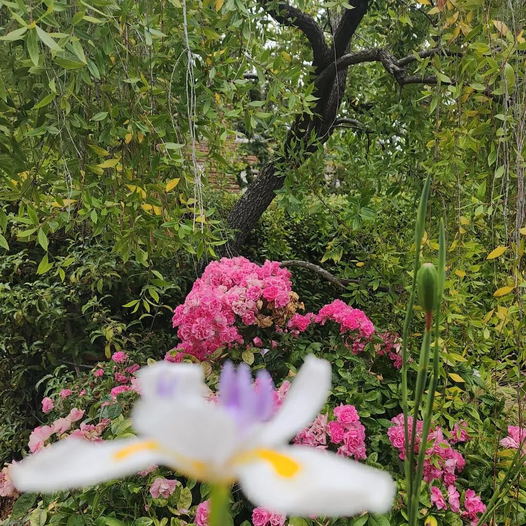 One of the gardens we care for, from Chris' perspective (our Master Gardener and Co-Founder)
🔎
A beautiful blend of green foliage, older trees, established plants, and some vibrant touches of color. 
🌈
Don't know where to start with your messy, ove