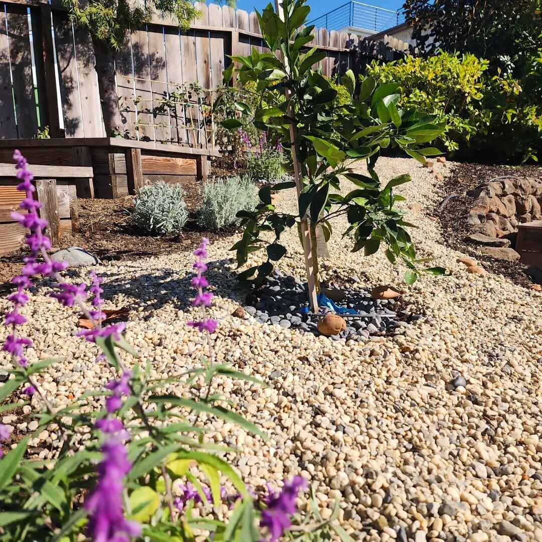 A couple snapshots of our latest implemented design! 
--
We incorporated native and drought tolerant plants, as well as a myriad of edible plants for this Oakland client. A passion fruit vine, apple and satsuma trees, and a bunch of seasonal herba an
