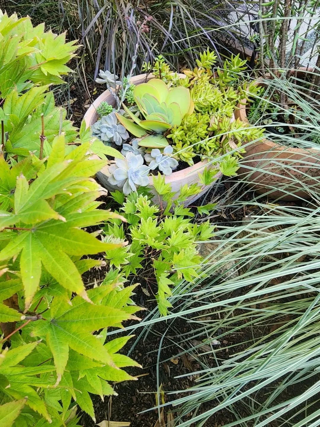 Fall. Leaves turn different colors, the air feels crisp and cool. 
--
We love this season. Plants are happy, and so are we! 
🌱💚✨
#bayarealandscapedesign #bayareagardendesign #bayareagardeners #bayareagardenmaintenance