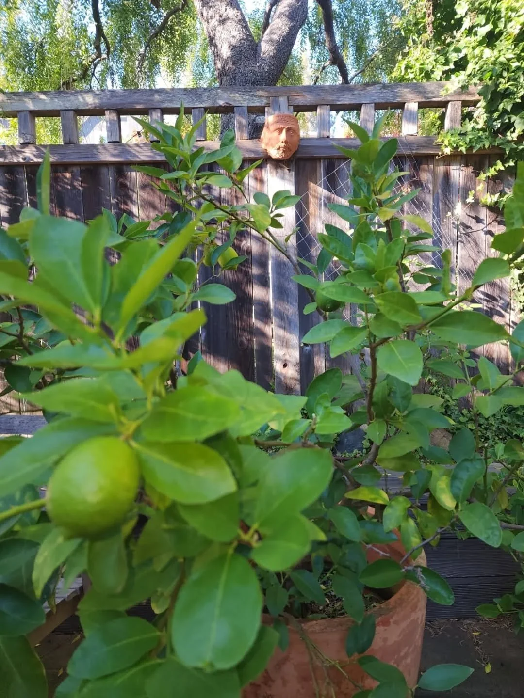 Thankful thankful thankful. ✨
For the plants that give us oxygen. 
For you. 
For your loving gardens. 
-
🍁🦃
#bayarealandscapedesign
#bayareagardendesign #bayareagardendesign #bayareagardenmaintenance