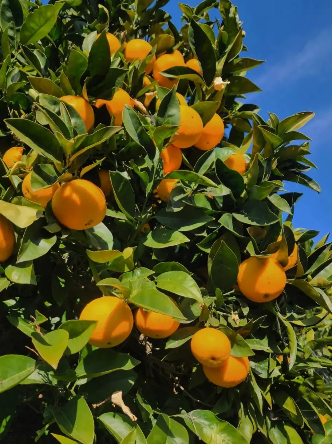 We hope your day is full of love, fruit and abundance- and that you are surrounded by love and light. Today and every day. 
💚🌱
#bayarealandscapedesign #bayareagardendesign #bayareagardeners #bayareagardenmaintenance