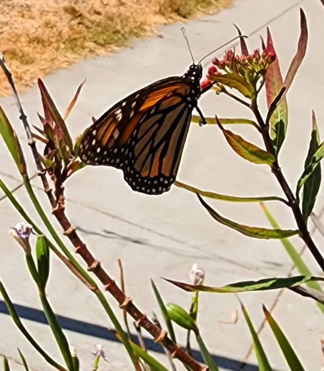 Gardens are a part of our homes, of our communities. They bring joy, respite. 
--
They connect us, and help us disconnect. 
--
And they house creatures like this butterfly, reminders of how migration is beautiful. 
--
Grateful for gardens, our divers