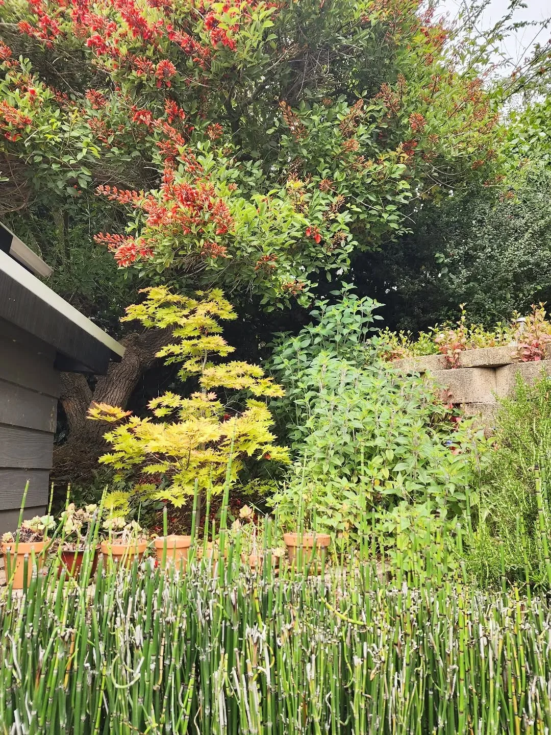 We've been maintaining this Kensington garden for years, adding trees, plants and flowers as seasons come and go. 
🍁
A big part of gardening is our ongoing relationship with our clients and their gardens, evolving through time and their needs. 
--
W
