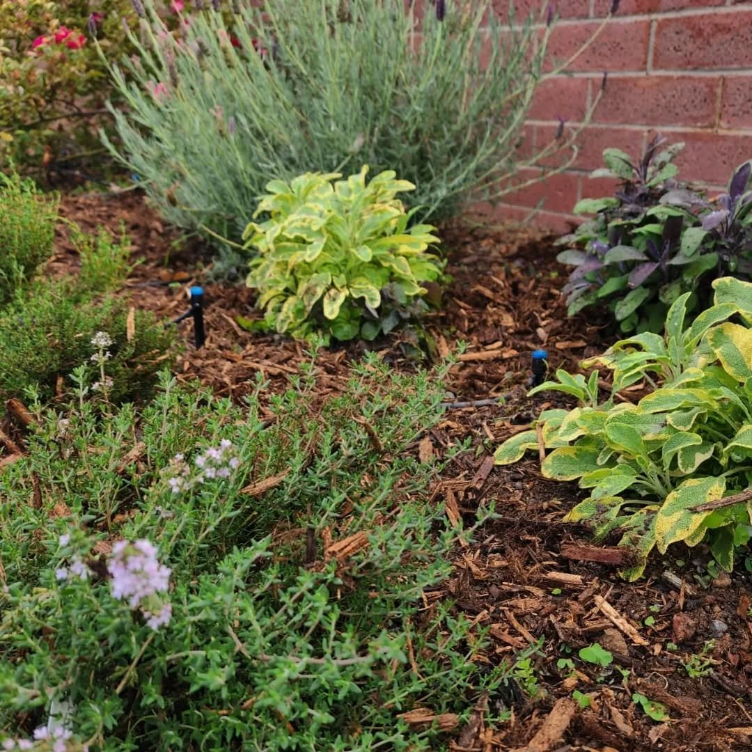 A few updates of some of our designs, growing, evolving with time. 
🌱✨
We love checking in with the gardens we design, appreciating the vision that came to life, and the spontaneous changes the landscape creates too. 
--
Fall is the best season to p