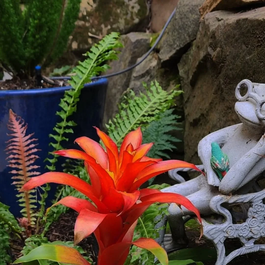 Updates of some of the designs we've implemented- some newly planted, some that have grown with time, rain, sun. ☀️ 🌧️ 🌱
--
New blooms,  new leaves. Growing, expanding. Well hydrated gardens, with sun filtering through. 
--
That's what we strive fo