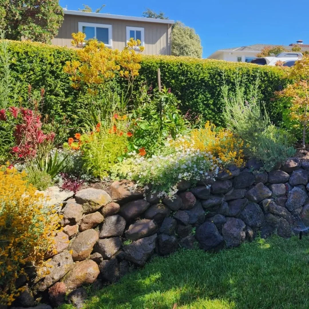 A few of months after this design was implemented, and it is BLOOMING ☀️💚
--
This client wanted a garden full of flowers, color and texture. A little wild, but with form. 
🪻🌱
--
Want a garden that will grow with you and your family for years to co