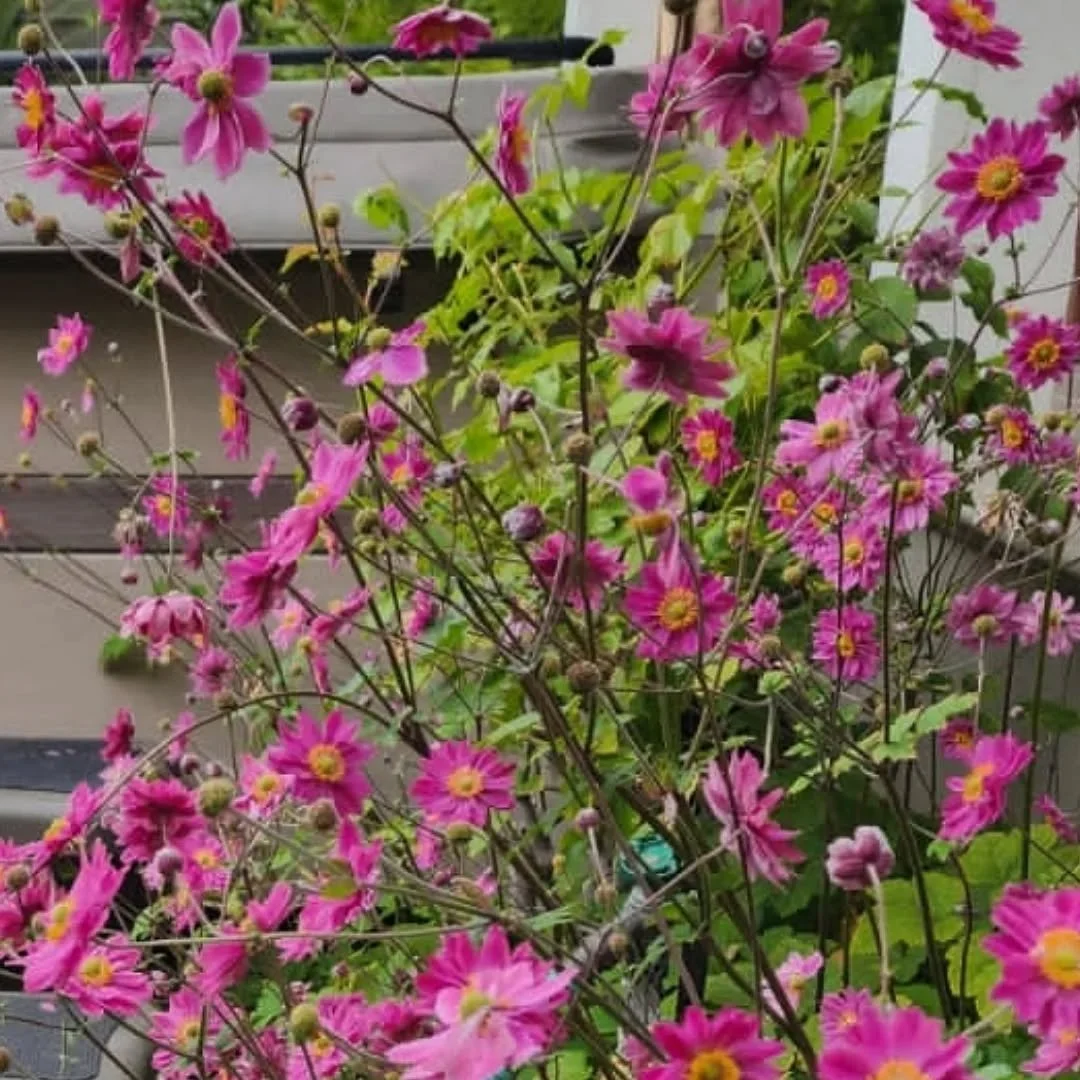 Fall vibes in YGG gardens 🍁
--
The gardens we maintain and care for always look natural, healthy, with a touch of wild. 
--
This is our favorite season for gardening in the Bay. It's full of sunny days, fog, and sprinkles that make gardens leap with