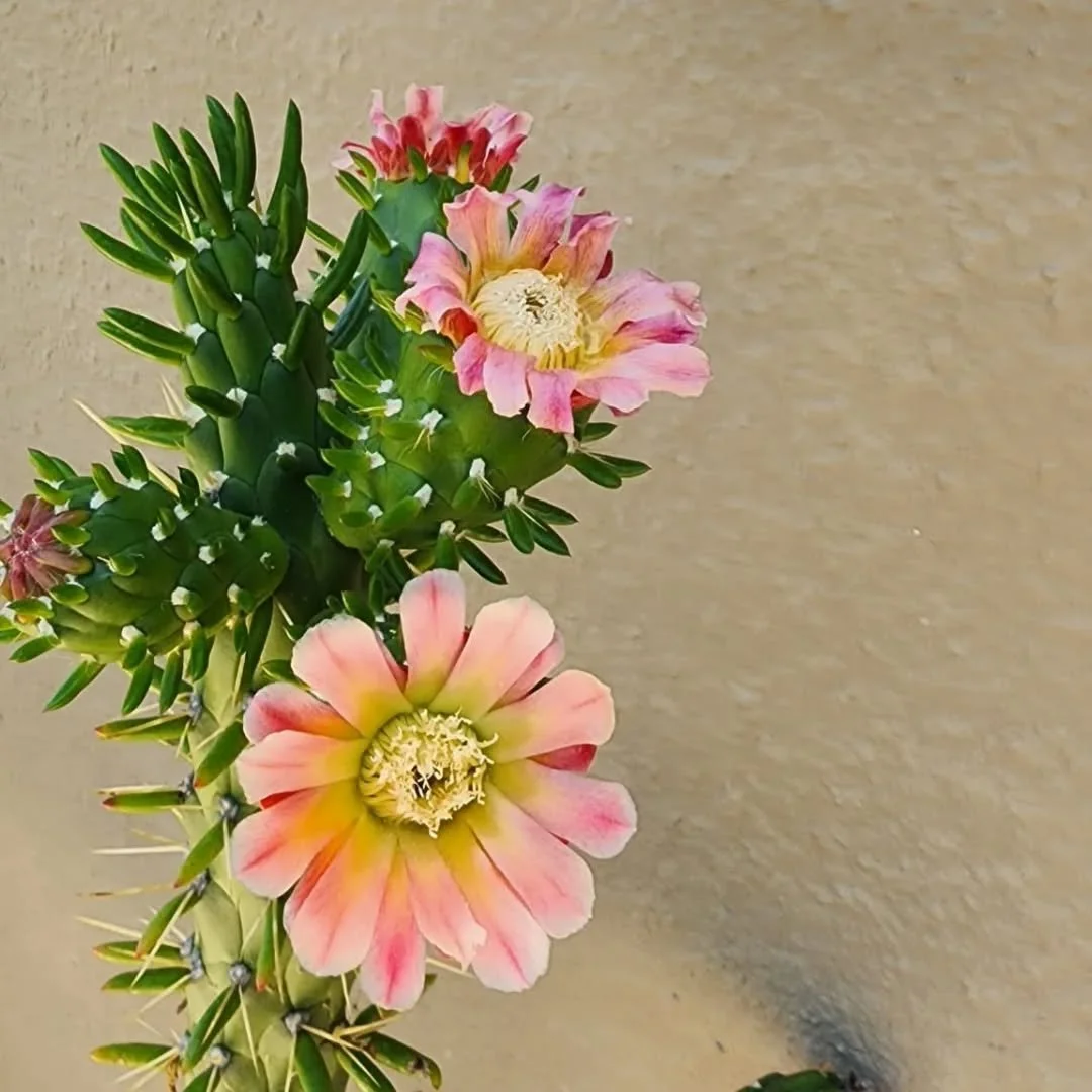 A flower for you. To put on the kitchen table. To light the house up. To brighten the garden with its delicate petals. 
--
For you little bee, for you twirling hummingbird. 
--
When the day is grey, or you are in need of a wink of color. 
--
A flower