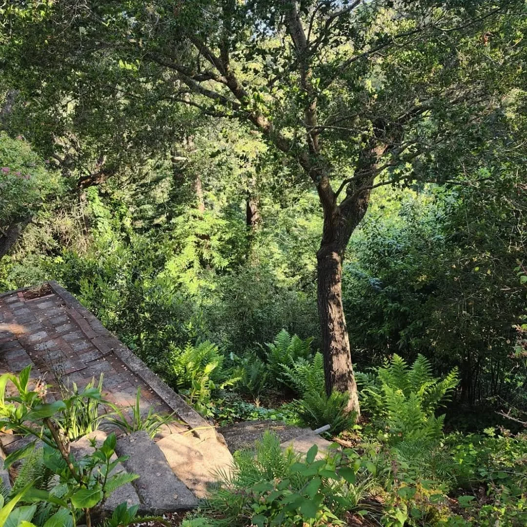 A sanctuary of green. 🌱 
Brings us calmness. A breath of oxygen. 
--
Morning strolls in the garden. 
--
Not too tidy, a good dose of wild. Still up kept. 
--
That's how we garden. With purpose, intention, and lots of heart. 💚
--
#bayareagardendesig