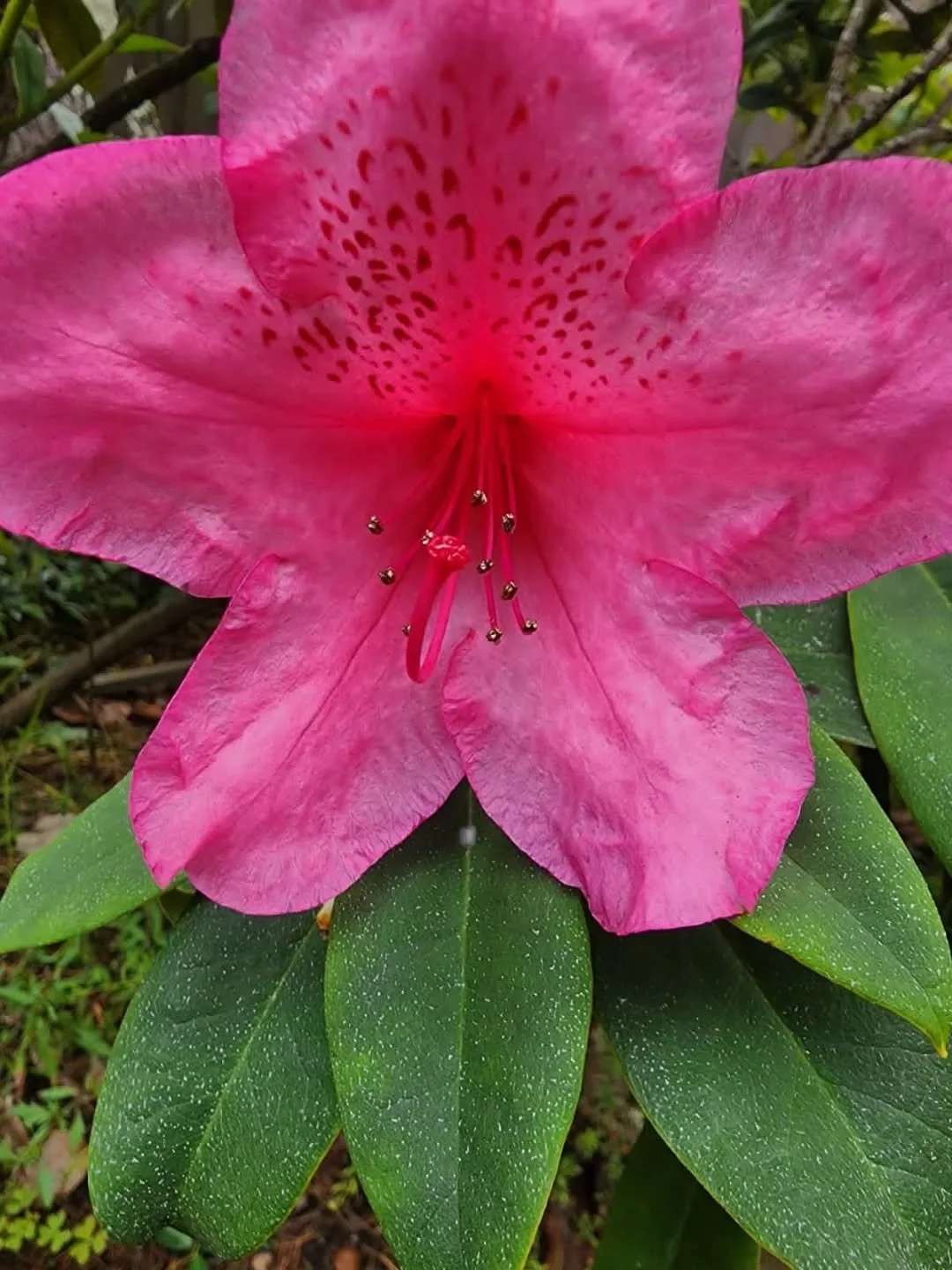 July, in the garden- through our lens. 
🍁☀️💚
#bayarealandscapedesign #bayareagardendesign #bayareagardeners #julyinthegarden