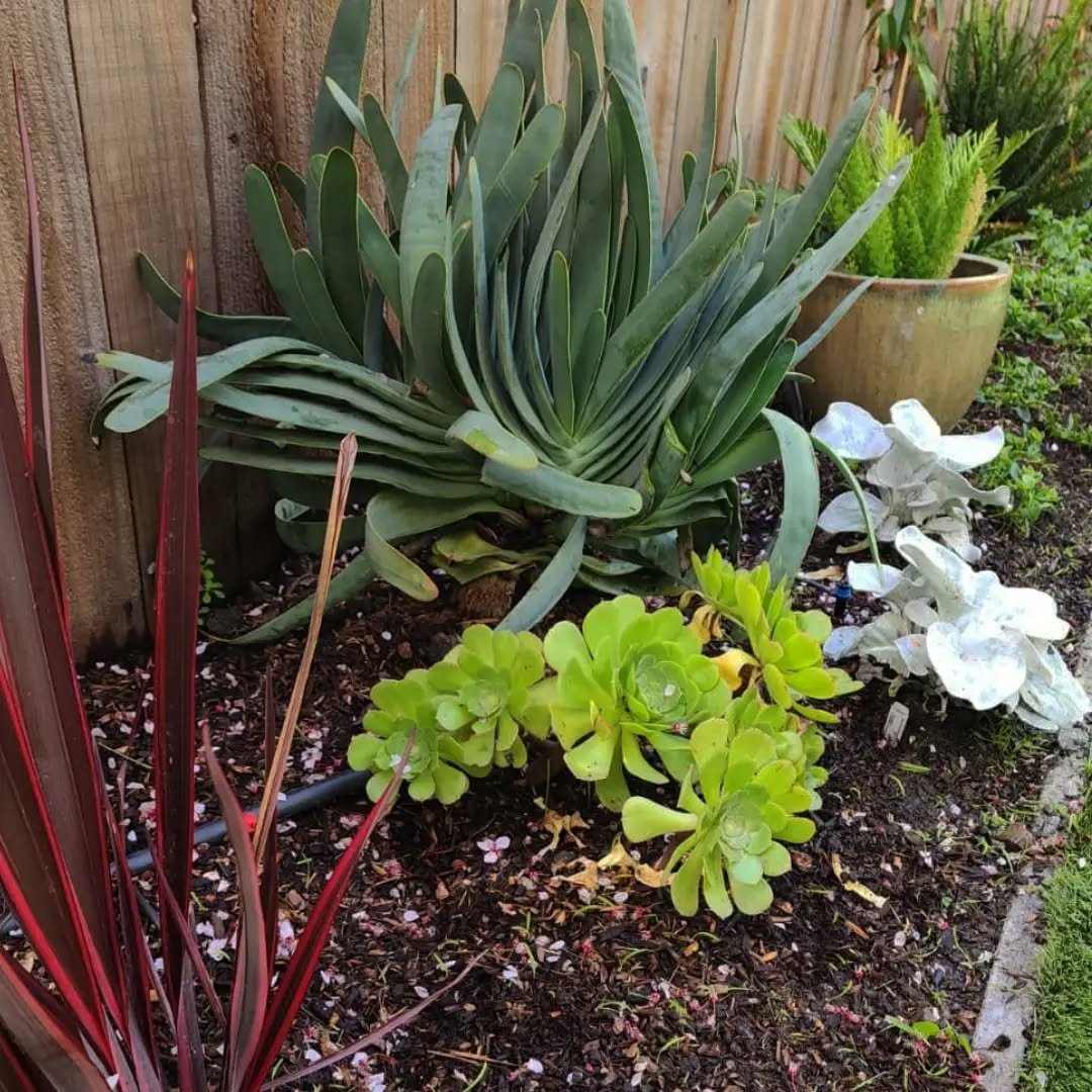 A few snapshots of a backyard patio design we implemented about a month ago. 
--
Looking so green, so healthy, so good! 
We can't wait to see what it looks like in a few more months. 
--
We are so excited to see our designs flourish this spring - fro