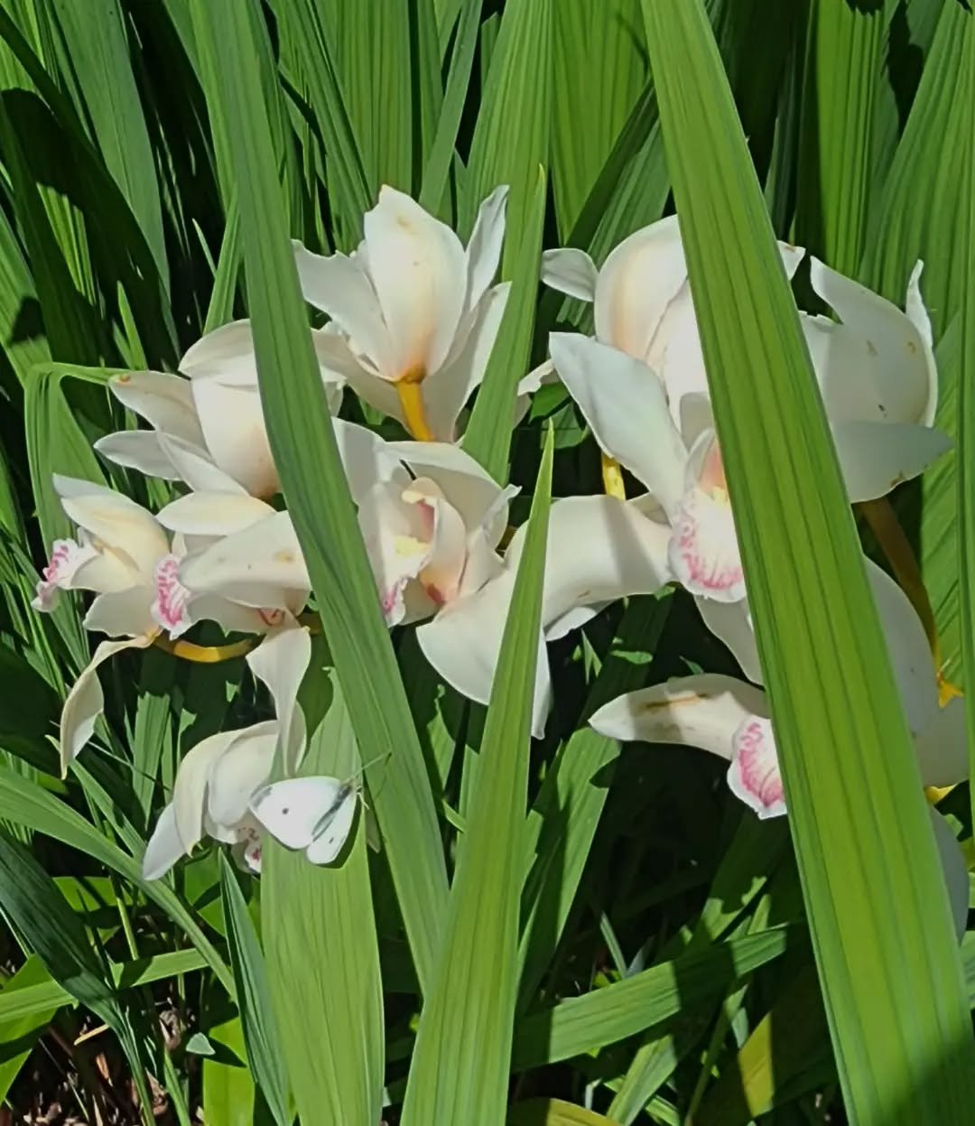Spring ✨ 💐
We love your flowers, your light, your hope. 
--
We have April and May availability for cleanups and design- make your garden dreams come true 💚 
--
#bayarealandscapedesign #bayareagardendesign #bayareagardencleanups #bayareagardeners #b