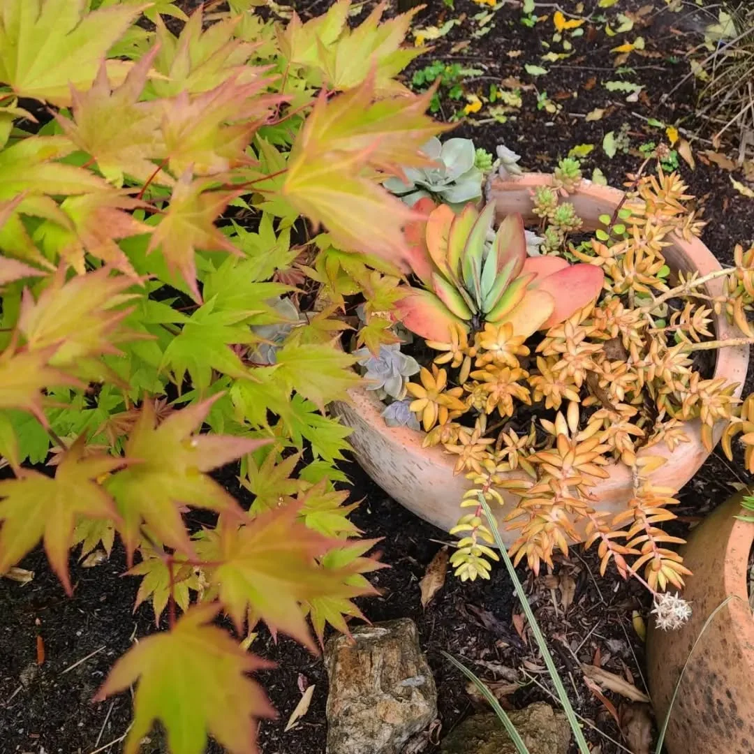 May 🌱💧✨
--
With all of the sun and water we've been getting, Bay area gardens are looking lusher than ever! 
--
Lush gardens also mean lots of growth, leaves, trimming and pruning. 

If you feel overwhelmed, we are here to help! We leave gardens ha